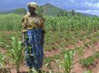 africa-woman-crops_lg